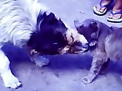 35.dog Fucking Cat