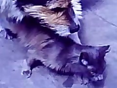 35.dog Fucking Cat