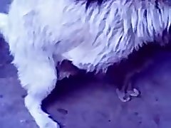 35.dog Fucking Cat
