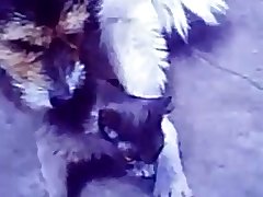 35.dog Fucking Cat