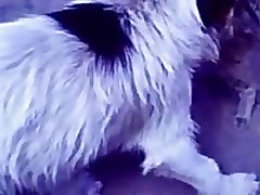 35.dog Fucking Cat