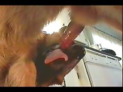 Porno Tubes Animal