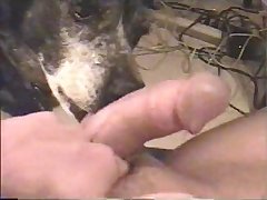 Videos Porno Mulher Dando Para Animal