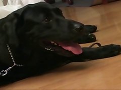 Scool Porno Animal