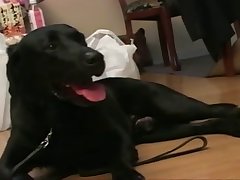 Scool Porno Animal
