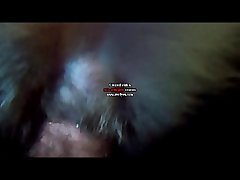 Porno Animal Cavalo E Egua