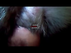 Porno Animal Cavalo E Egua