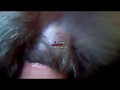 Porno Animal Cavalo E Egua