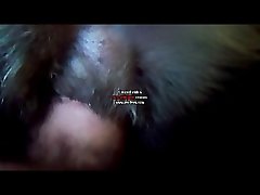 Porno Animal Cavalo E Egua