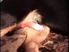 Porno Zoofilia K9 Animal