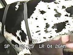 dog porn