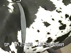 Animal Crossing Cosplay Porno