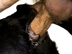 Filmes De Porno Animal