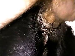 dog porn