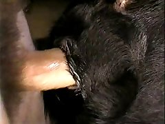 Filmes De Porno Animal