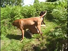 Free Porno Com Animal