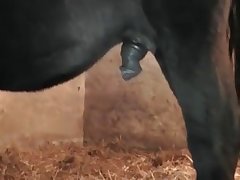 Ai Porn Xxx Pussy