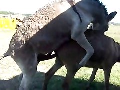 Scat Zoo Porn
