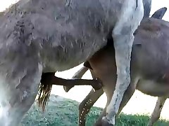 Scat Zoo Porn