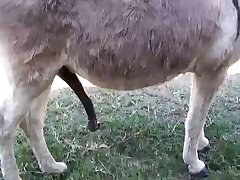 Scat Zoo Porn