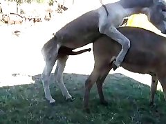 Scat Zoo Porn