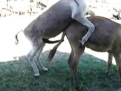 Scat Zoo Porn