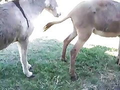 Scat Zoo Porn