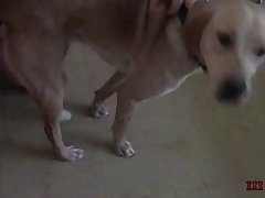 Telegram Group Zoo Porn