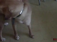 Telegram Group Zoo Porn