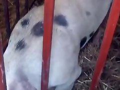Dog Porn Telegram