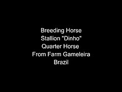 Dinho Stallion