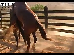 Horse Porn