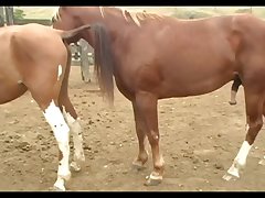 Stallion Breeding Scene 07