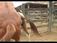 Stallion Breeding Scene 07