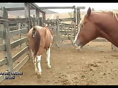 Stallion Breeding Scene 07