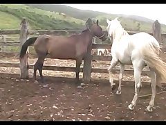 Hot Mare Vs Stallion 2014
