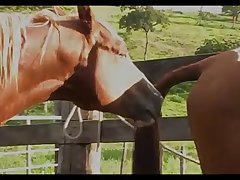 Horse Attack 3