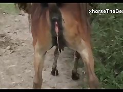Beladona Vs Stallion Sc 3