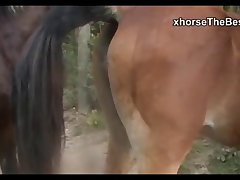 Beladona Vs Stallion Sc 3