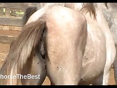Stallion Breeding 2