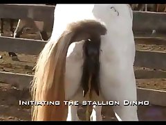 Dinho Stallion Hot 2012