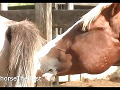 Stallion Breeding 2