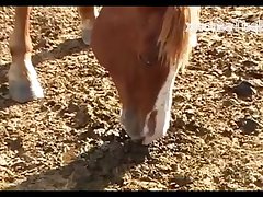 Dinho Stallion Hot 2012