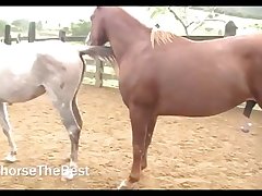 Stallion Breeding 2
