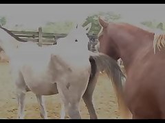 Stallion Breeding 2