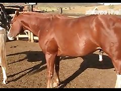 Dinho Stallion Hot 2012