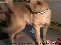 61117 Dog