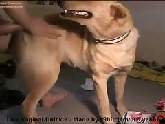 61117 Dog