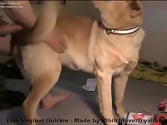61117 Dog