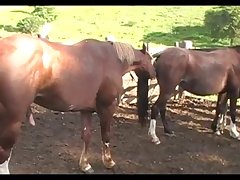 Sex Mare Squirting